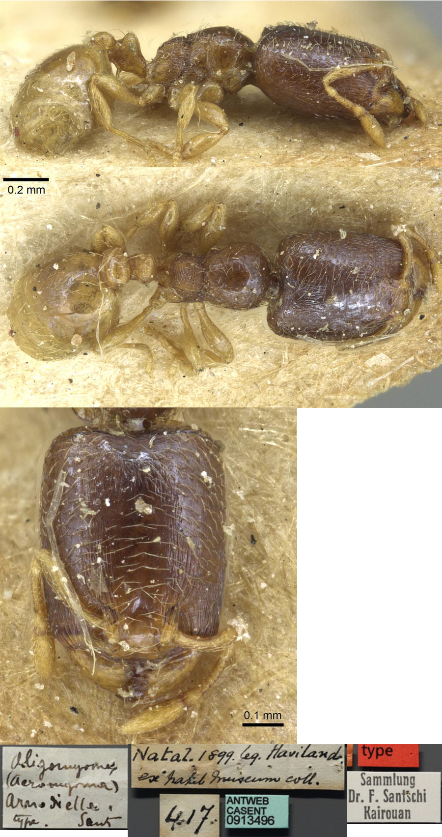 {Oligomyrmex arnoldiellus major}