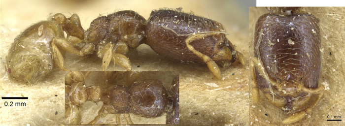 {Oligomyrmex arnoldiellus soldier face}