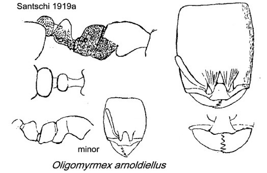 {Oligomyrmex arnoldiellus}