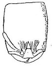 {Oligomyrmex arnoldiellus soldier face}