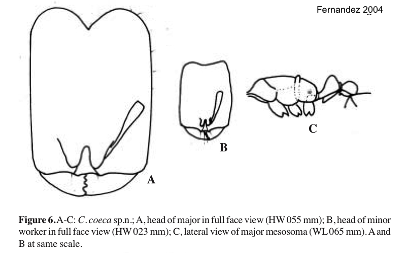 Oligomyrmex coeca