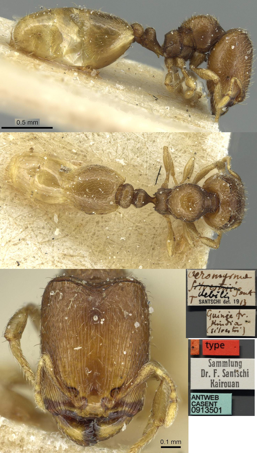 {Oligomyrmex debilis major}