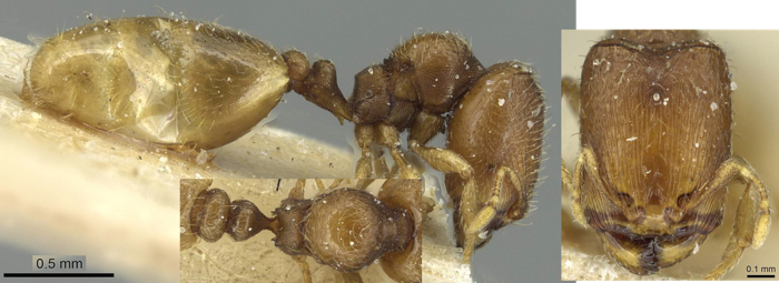 {Oligomyrmex debilis major}