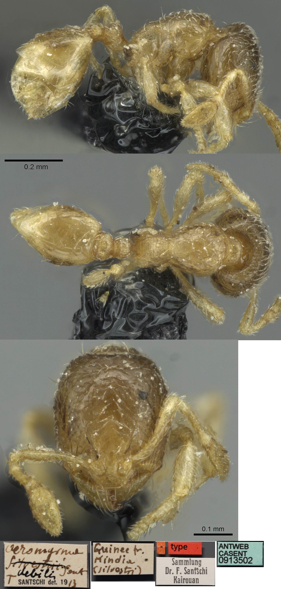 {Oligomyrmex debilis minor}