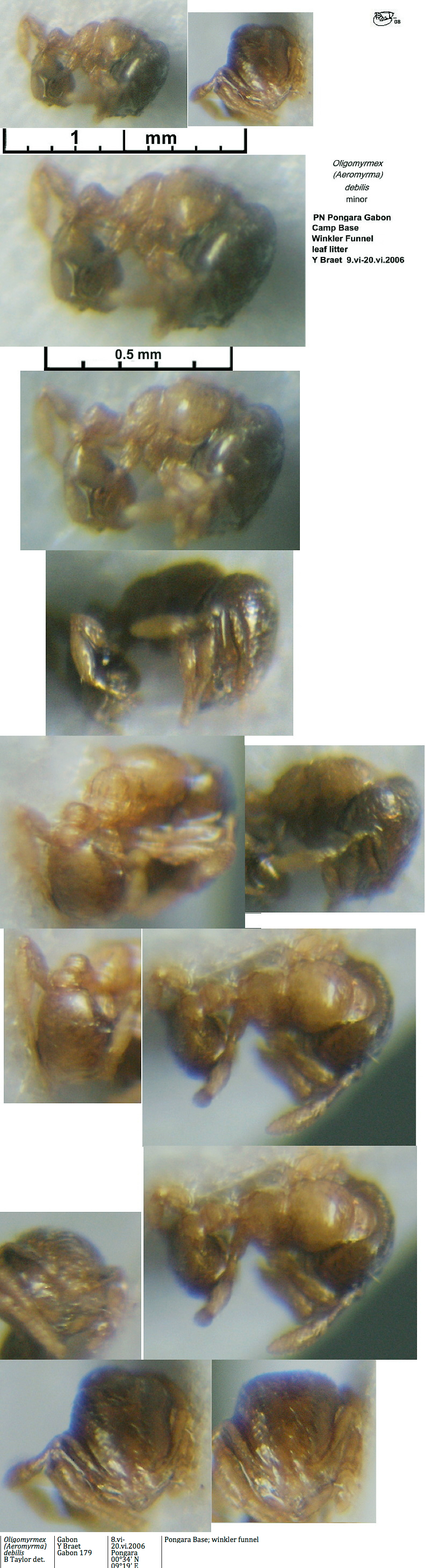 {Oligomyrmex debilis worker}