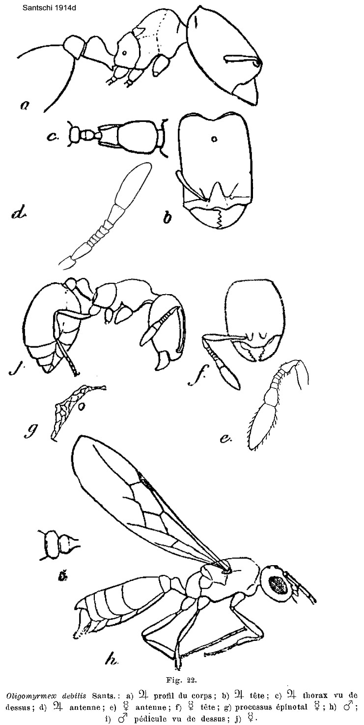 {Oligomyrmex debilis}