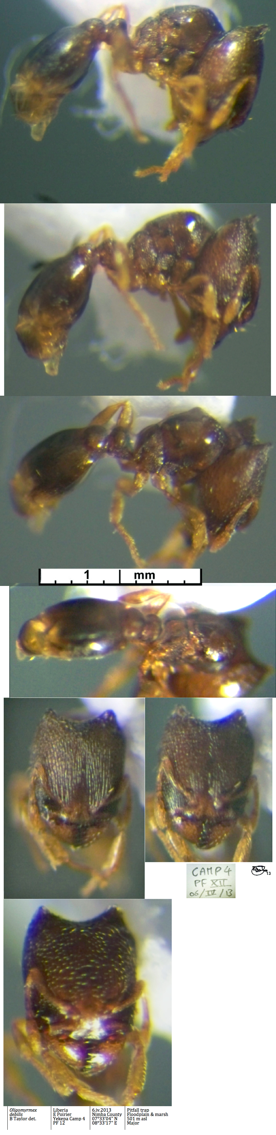 {Oligomyrmex debilis major}