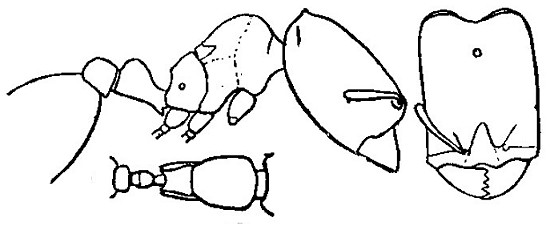 {Oligomyrmex debilis soldier face}