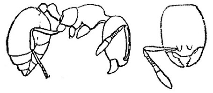 {Oligomyrmex debilis}