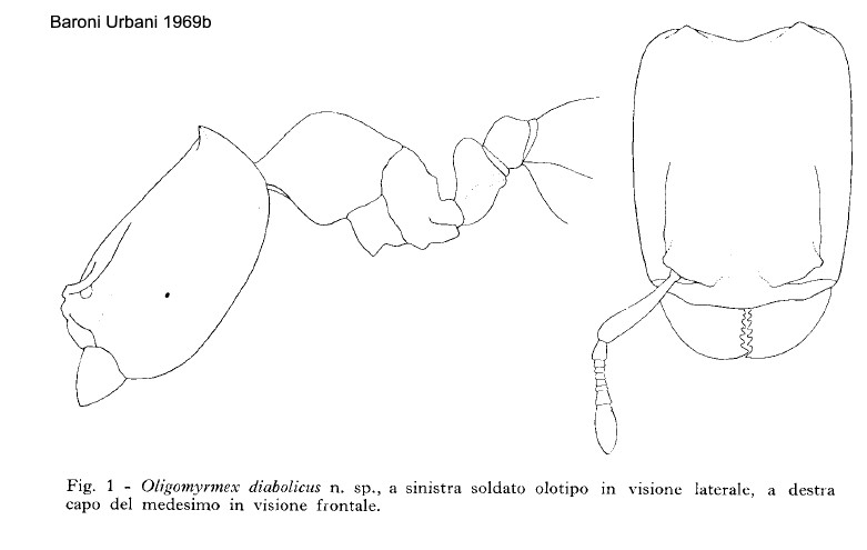 {Oligomyrmex diabolicus major}