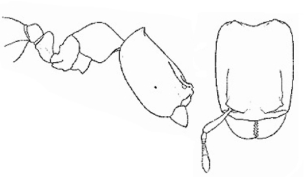 {Oligomyrmex diabolicus major}
