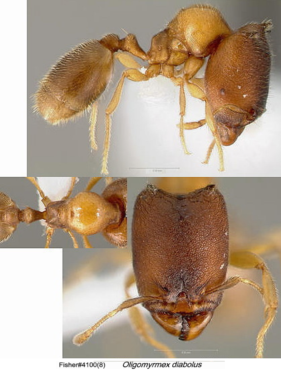 {Oligomyrmex diabolus}