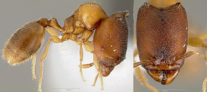 {Oligomyrmex (Aneleus) diabolus}