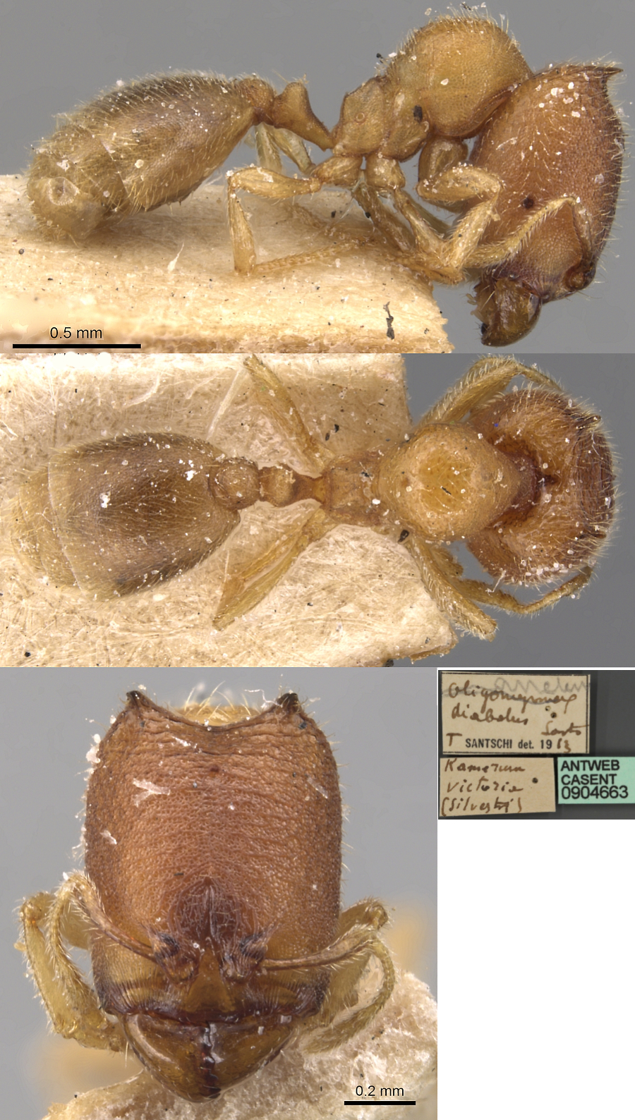 {Oligomyrmex diabolus major}