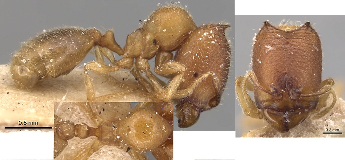{Oligomyrmex diabolus major}