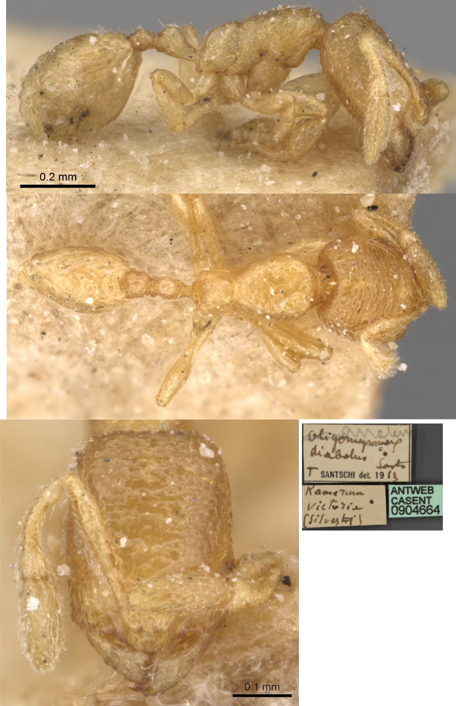 {Oligomyrmex diabolus minor}