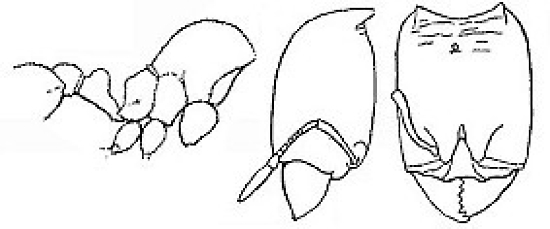 {Oligomyrmex diabolus}