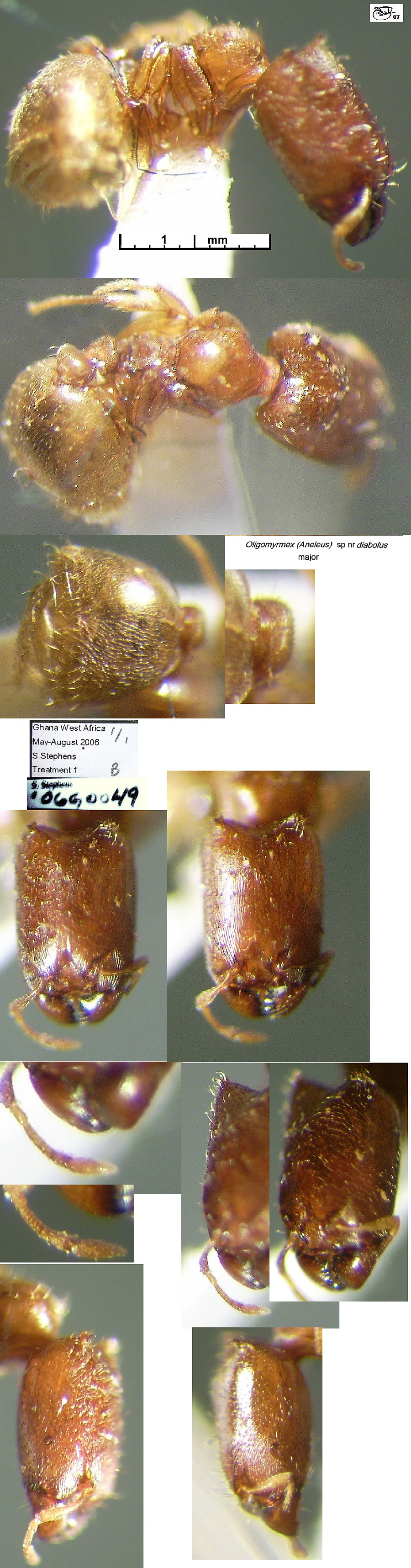 {Oligomyrmex diabolus}