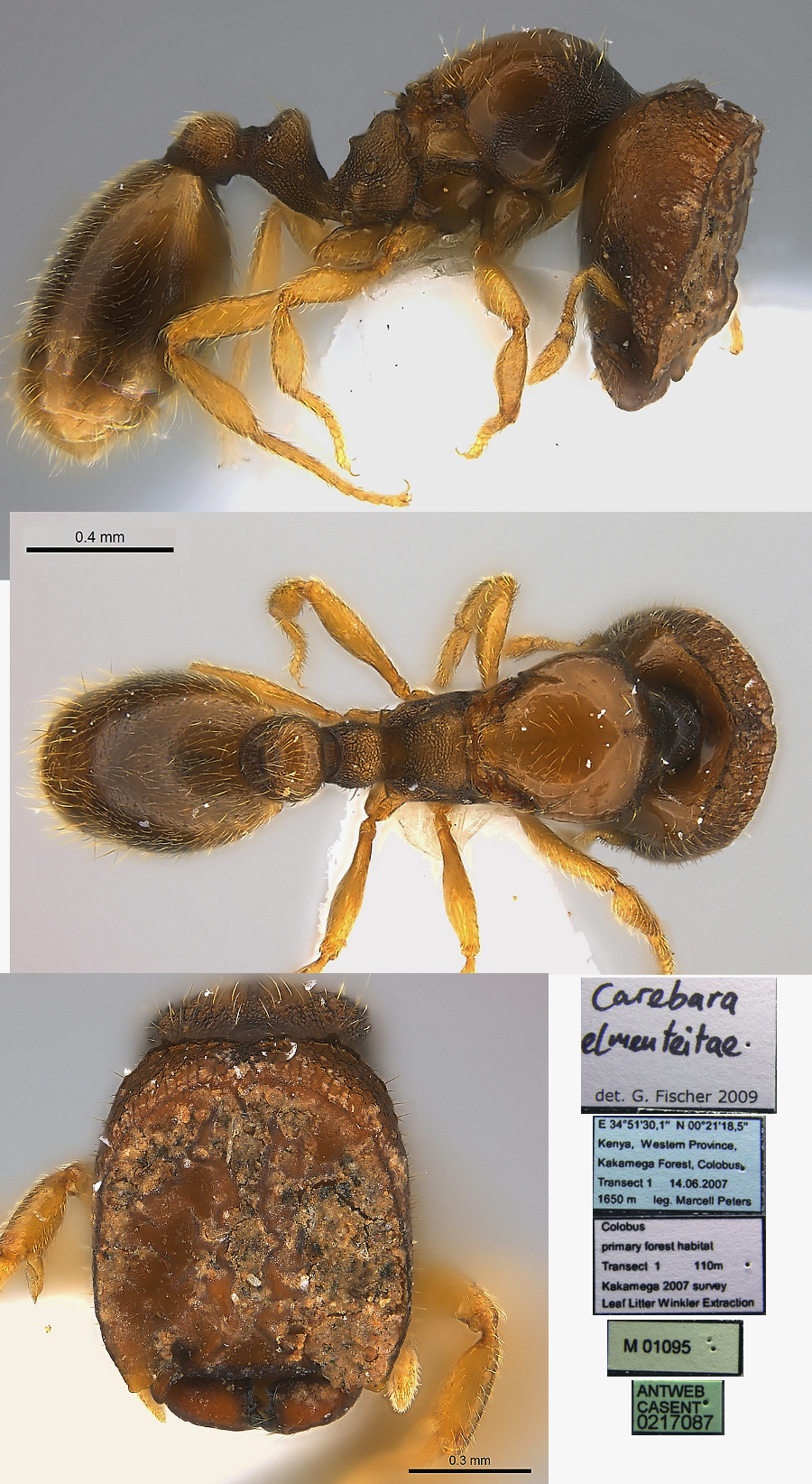 {Oligomyrmex elmenteitae}