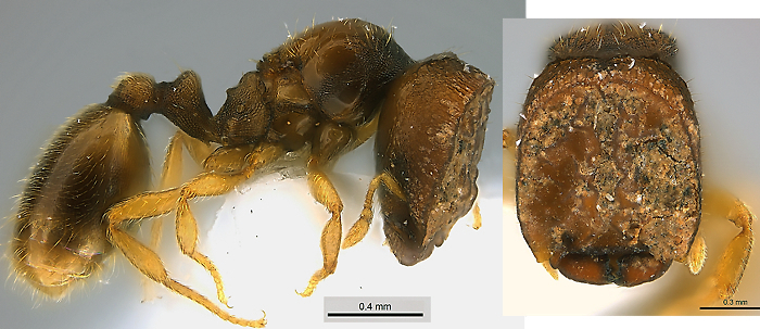 Oligomyrmex elemnteitae