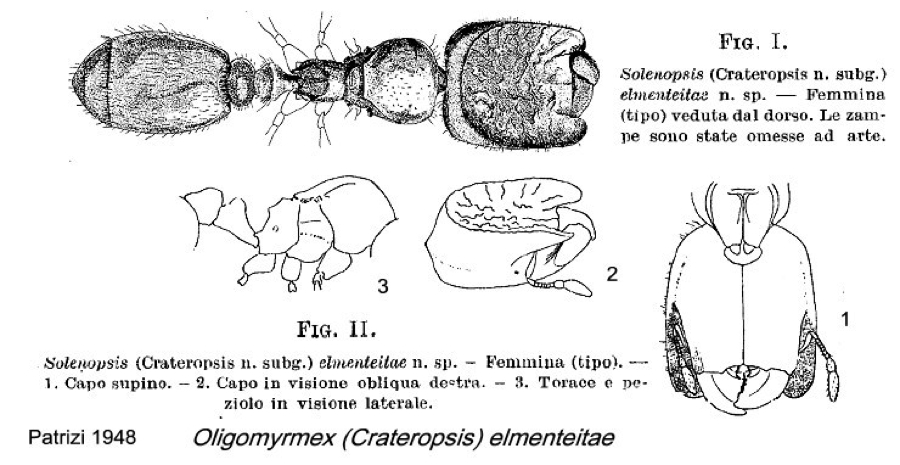 {Oligomyrmex elmenteitae}