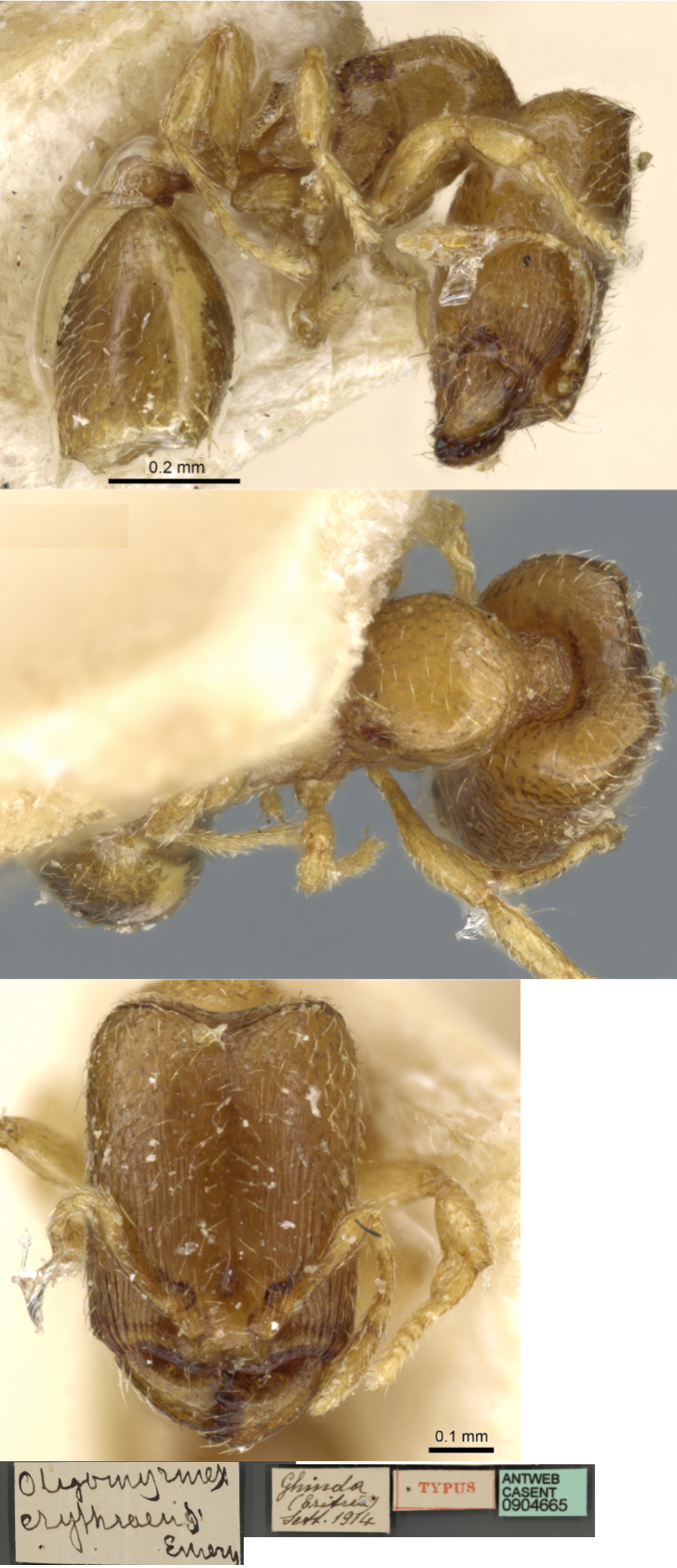 {Oligomyrmex erythraeus major}