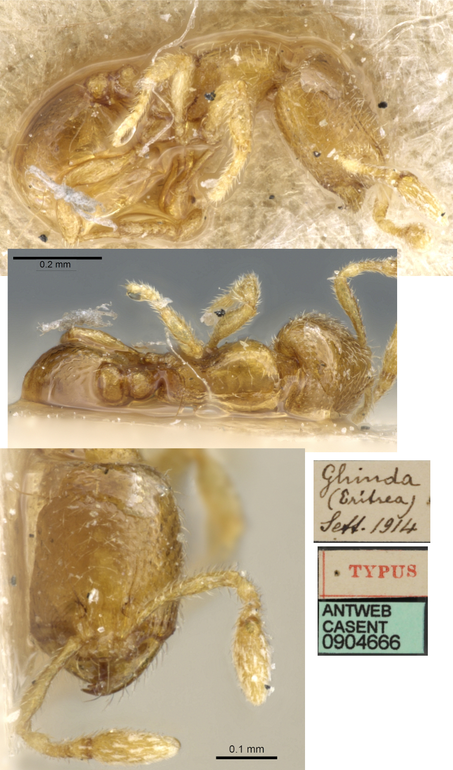 {Oligomyrmex erythraeus minor}