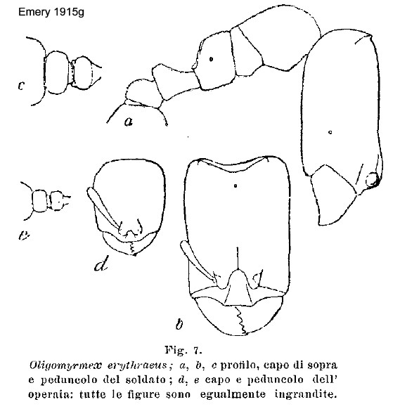 {Oligomyrmex erythraeus}