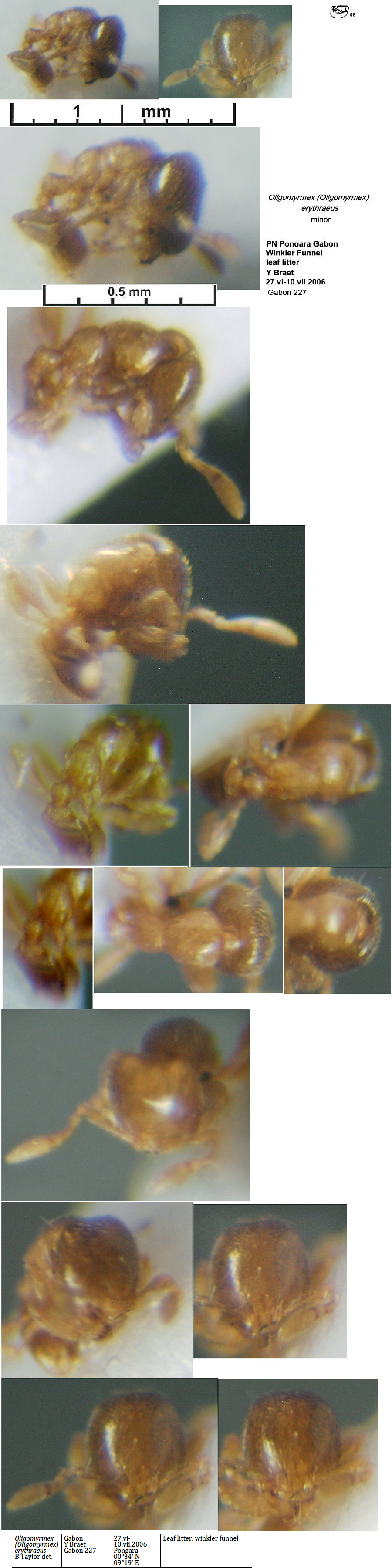 {Oligomyrmex erythraeus}