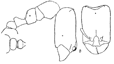 {Oligomyrmex erythraeus}