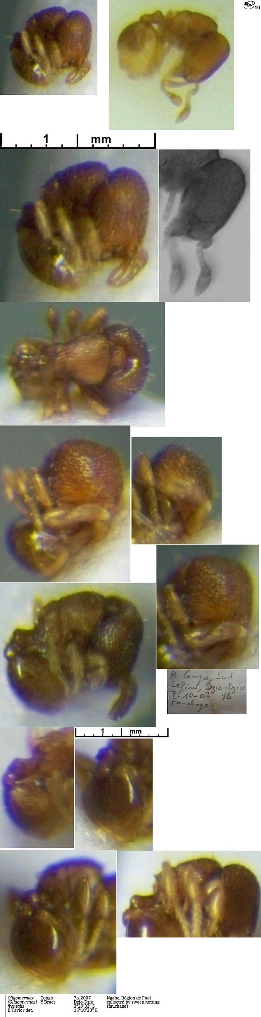 {Oligomyrmex frontalis minor}