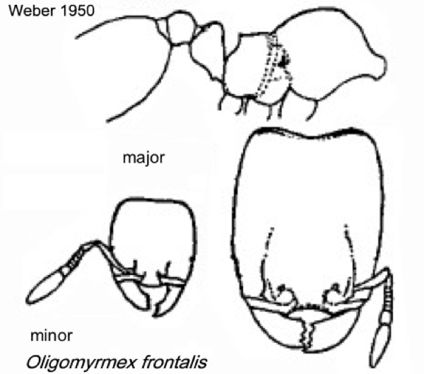 {Oligomyrmex frontalis}