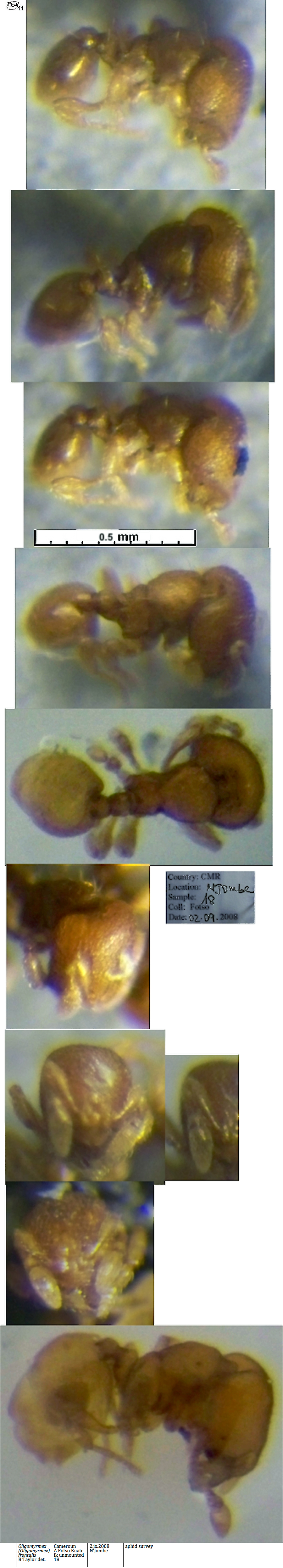 {Oligomyrmex frontalis}