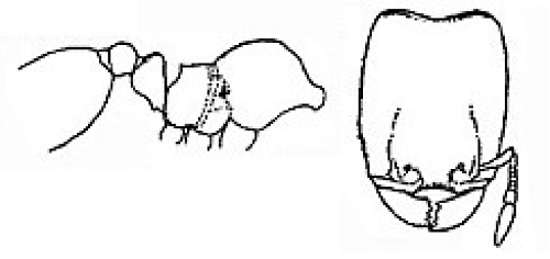 {Oligomyrmex frontalis}