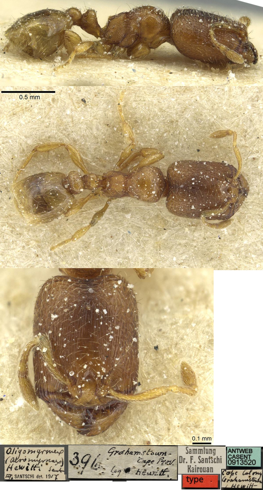 Oilgomyrmex hewitti