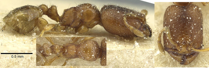 Oligomyrmex hewitti