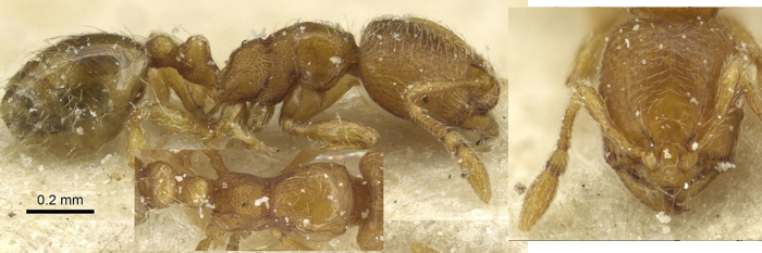 {Oligomyrmex hewitti}