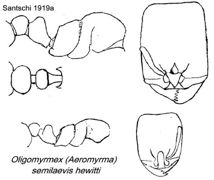 {Oligomyrmex hewitti}