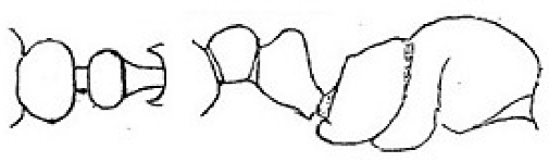 {Oligomyrmex hewitti soldier profile}