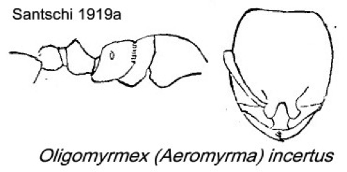 {Oligomyrmex incertus}