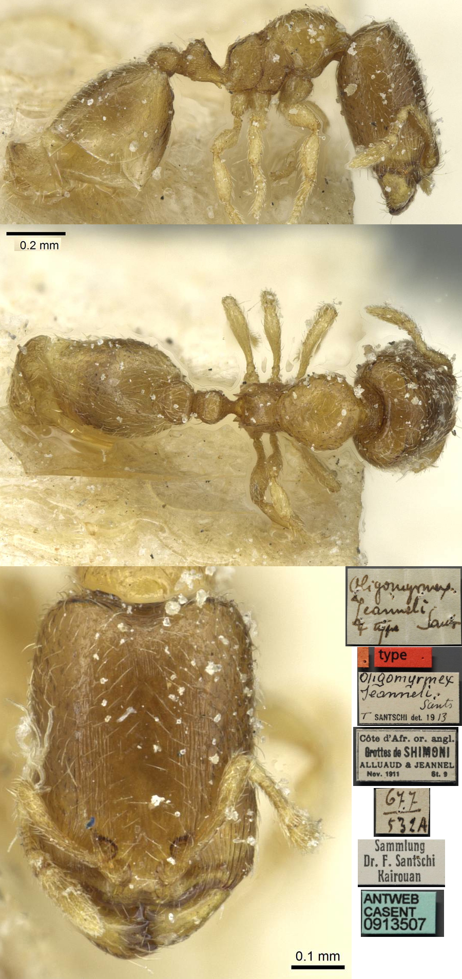 {Oligomyrmex jeanneli}