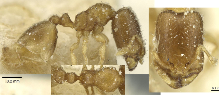 {Oligomyrmex jeanneli}