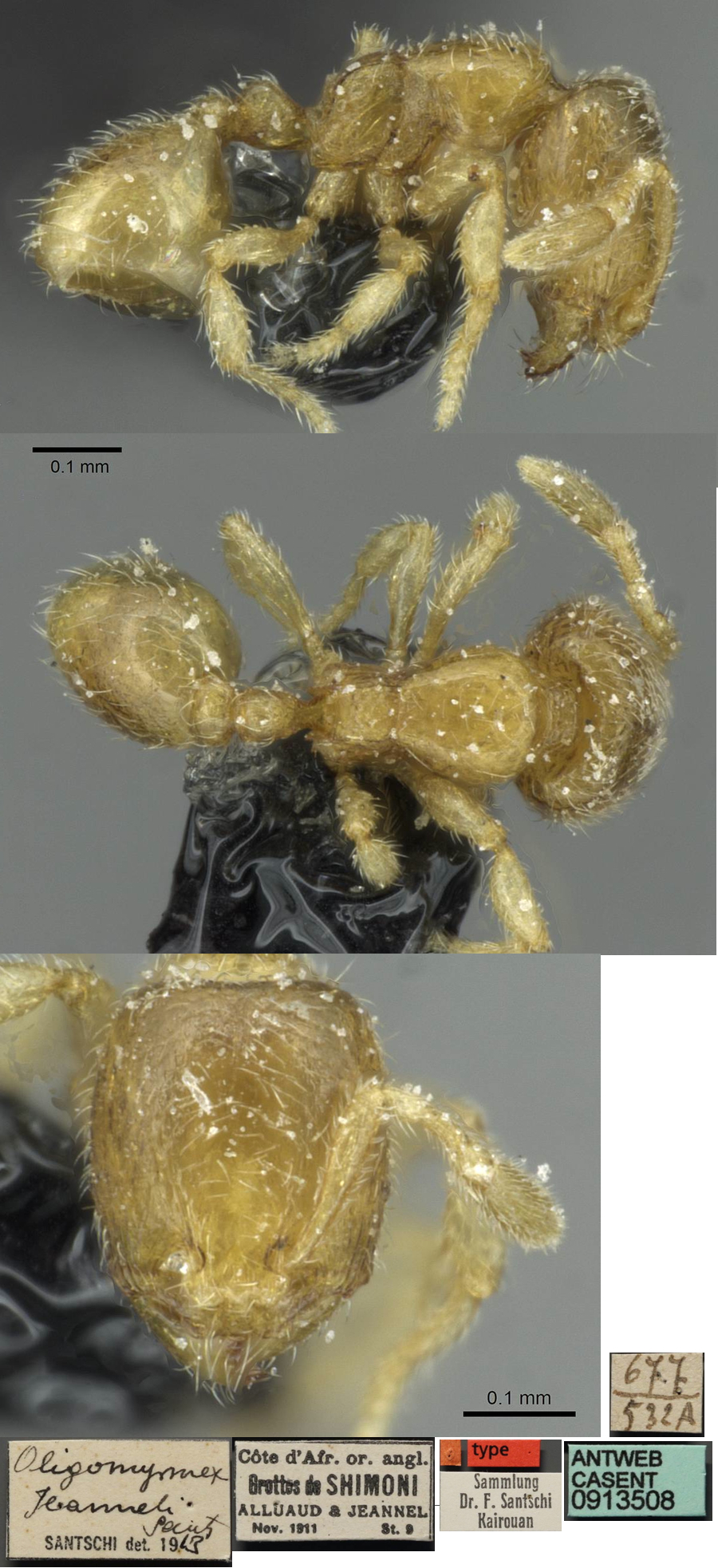 {Oligomyrmex jeanneli}