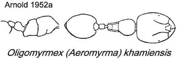 {Oligomyrmex khamiensis}