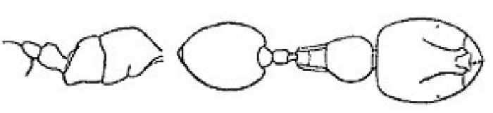 {Oligomyrmex khamiensis}