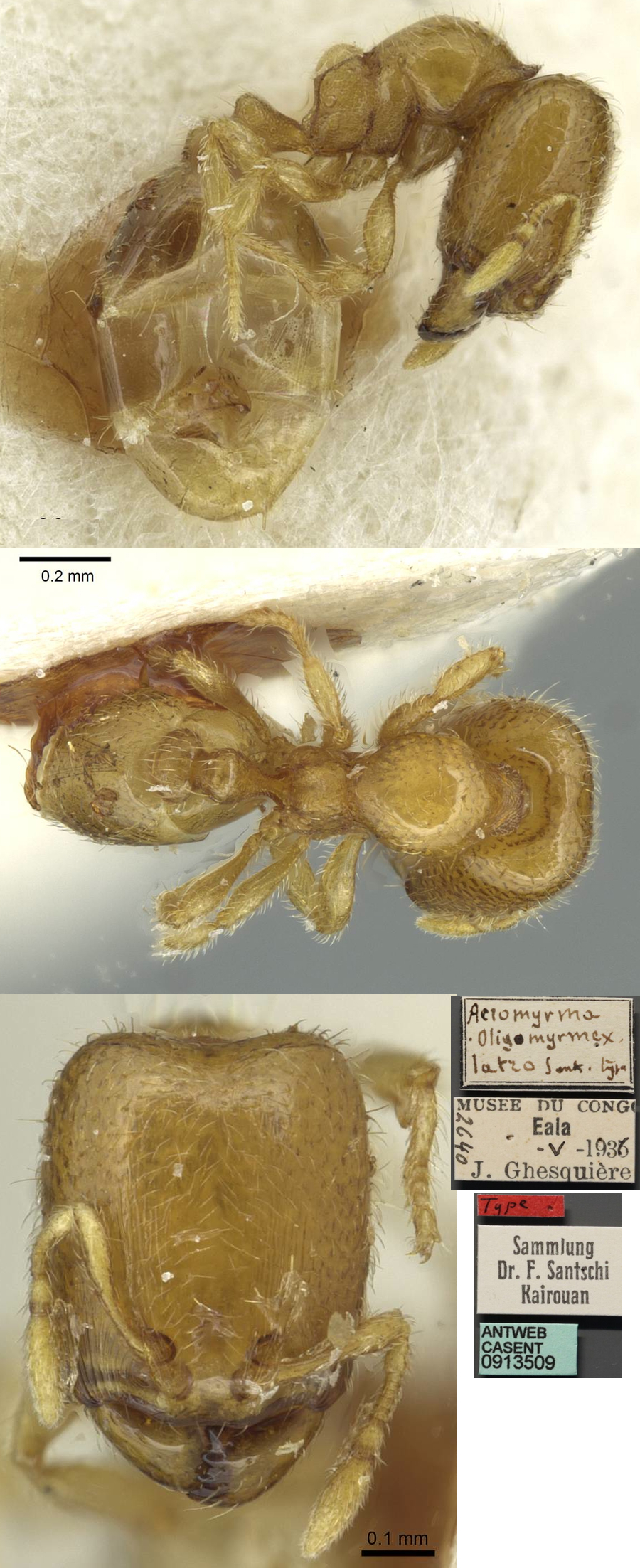 {Oligomyrmex latro}