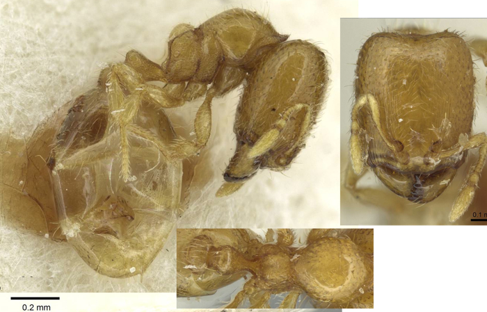 {Oligomyrmex latro}