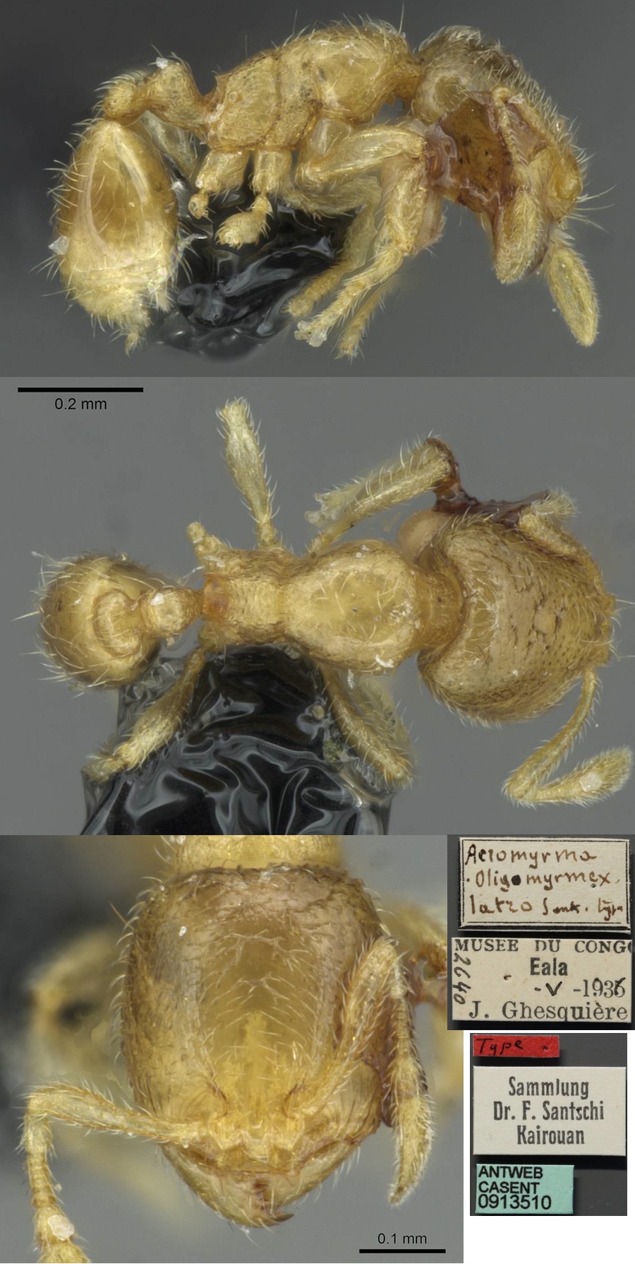 {Oligomyrmex latro}