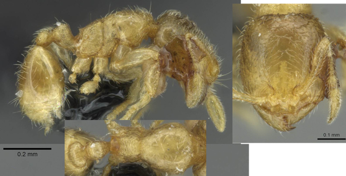 {Oligomyrmex latro}