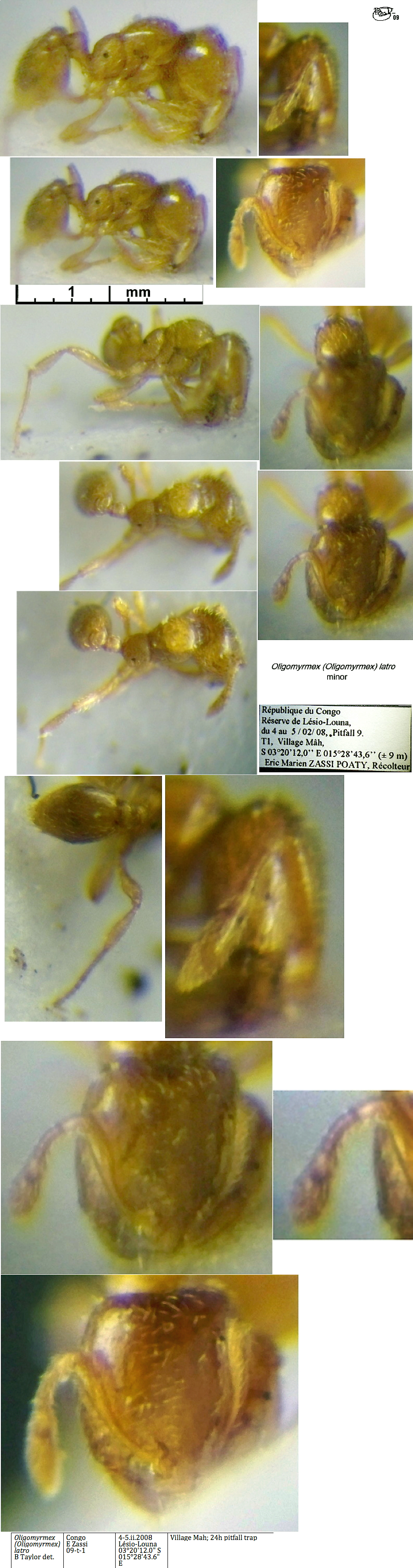 {Oligomyrmex latro}